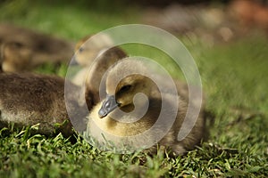 Cute ducks,Â Group of little yellow ducklings, Household